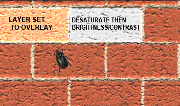 beetle.jpg