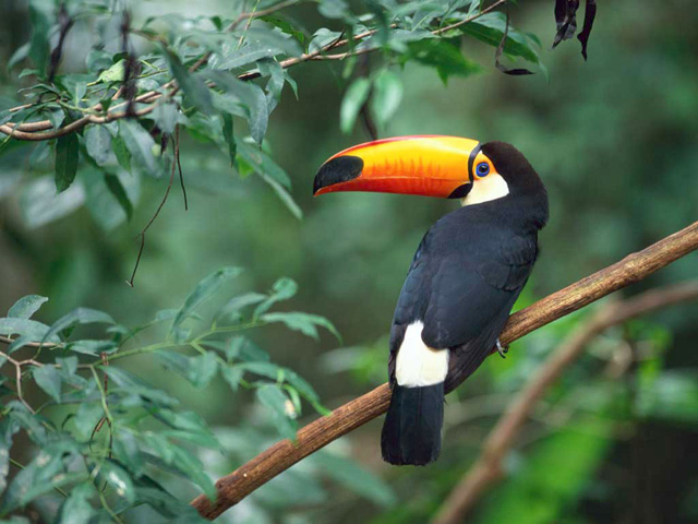 Bird1.jpg