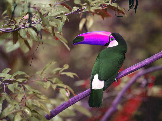 Bird2.jpg