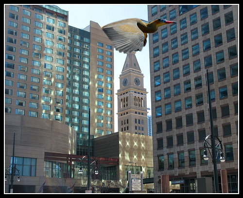 BirdBuilding.jpg