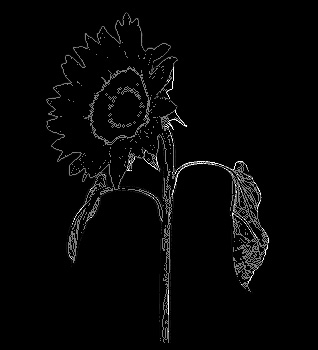 daisyblk.jpg