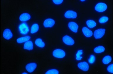 DAPI nuclei.jpg