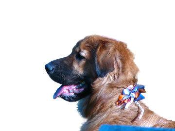 dog.jpg