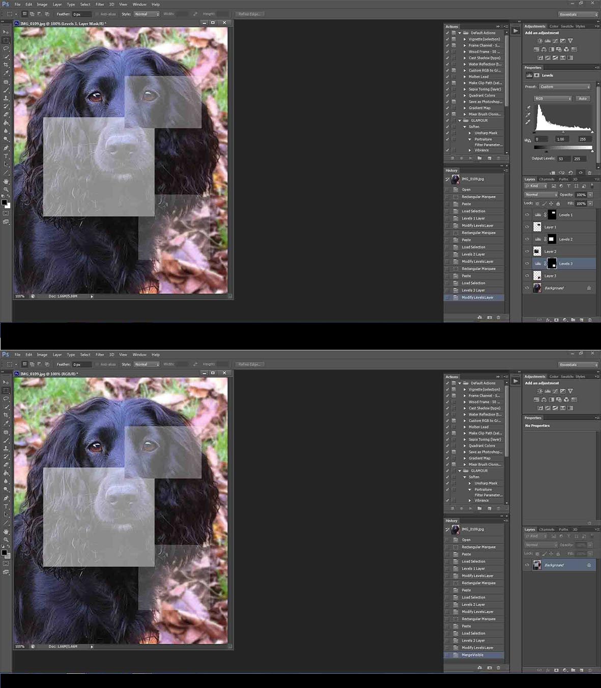 dog joined.jpg
