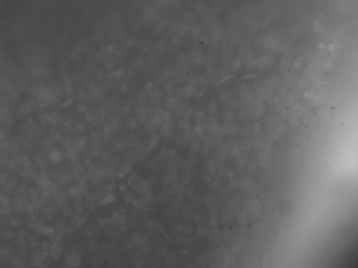 FG-TP3 BF648B5 OS - DMSO-0096_c3.JPG