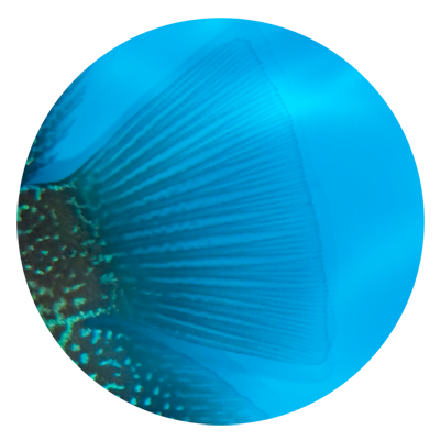 fins1.png