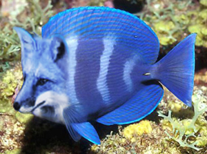 foxfish.jpg