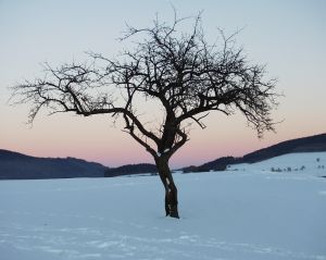 snowtree1.jpg