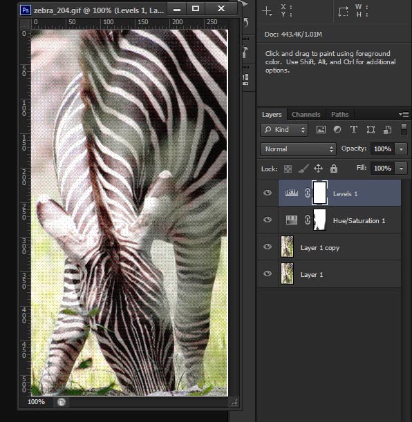 zebra.jpg