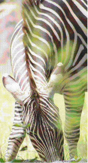 zebra.GIF