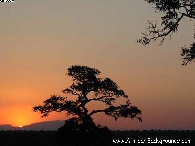 AfricanBackgrounds_00082_Sunset-and-Tree_400.jpg