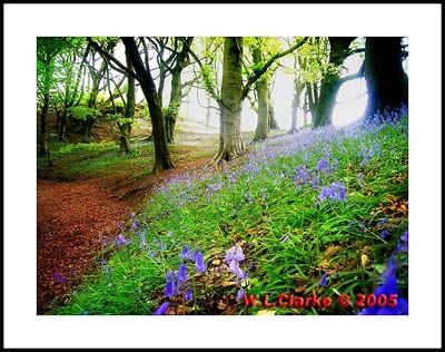 bluebells (62) small copy.jpg