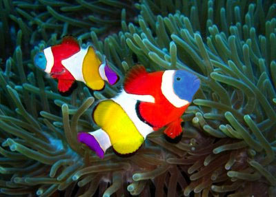 draft_lens1414710module8709092photo_clown-fish.jpg